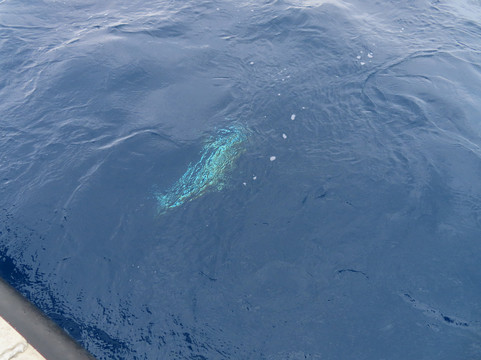 Long Island Fishing-努美阿必去景点