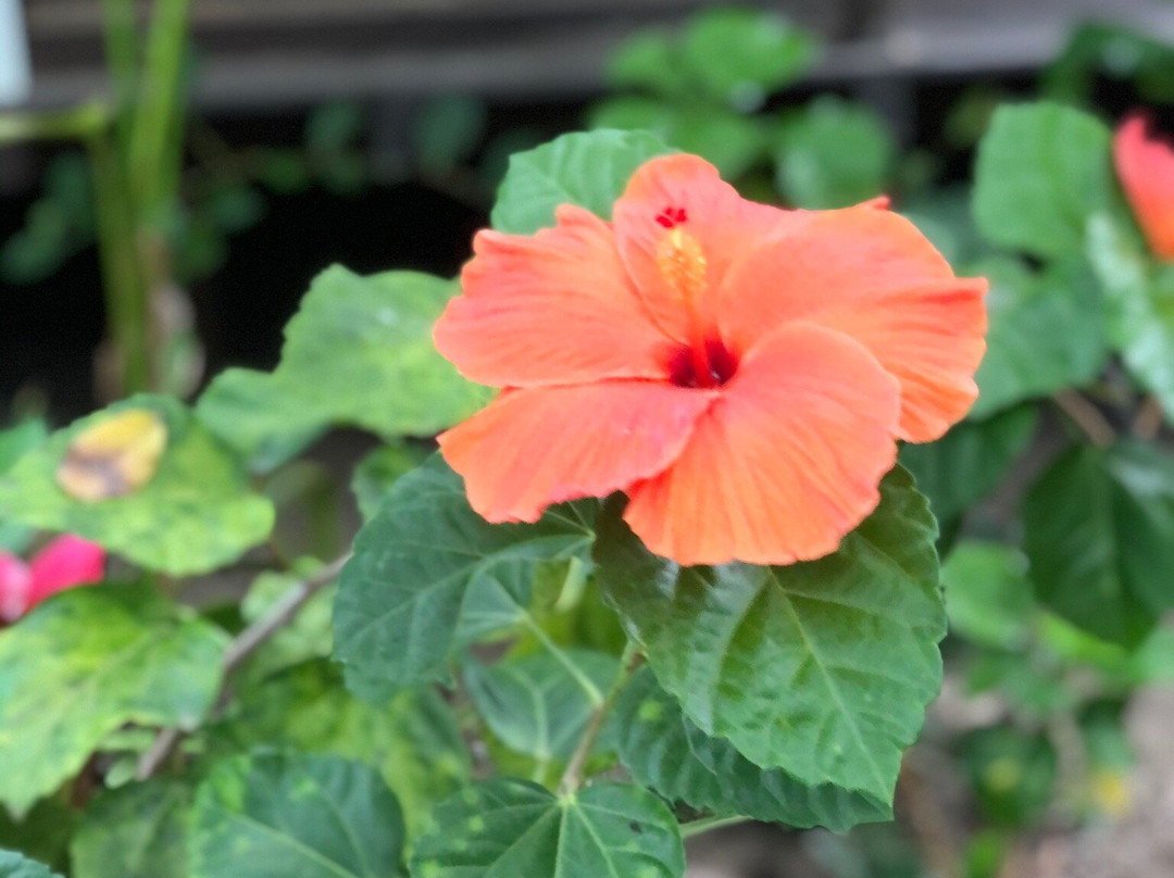 Playa Pikua Ecolodge主图