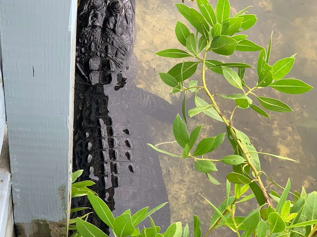 Blue Hole-Big Pine Key必去景点