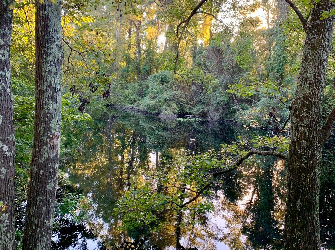 Dismal Swamp Canal Trail景点图片