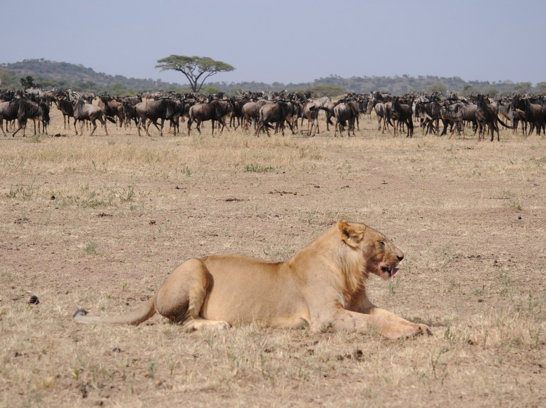 Anicet Philip Safaris Co.-Dar es Salaam必去景点