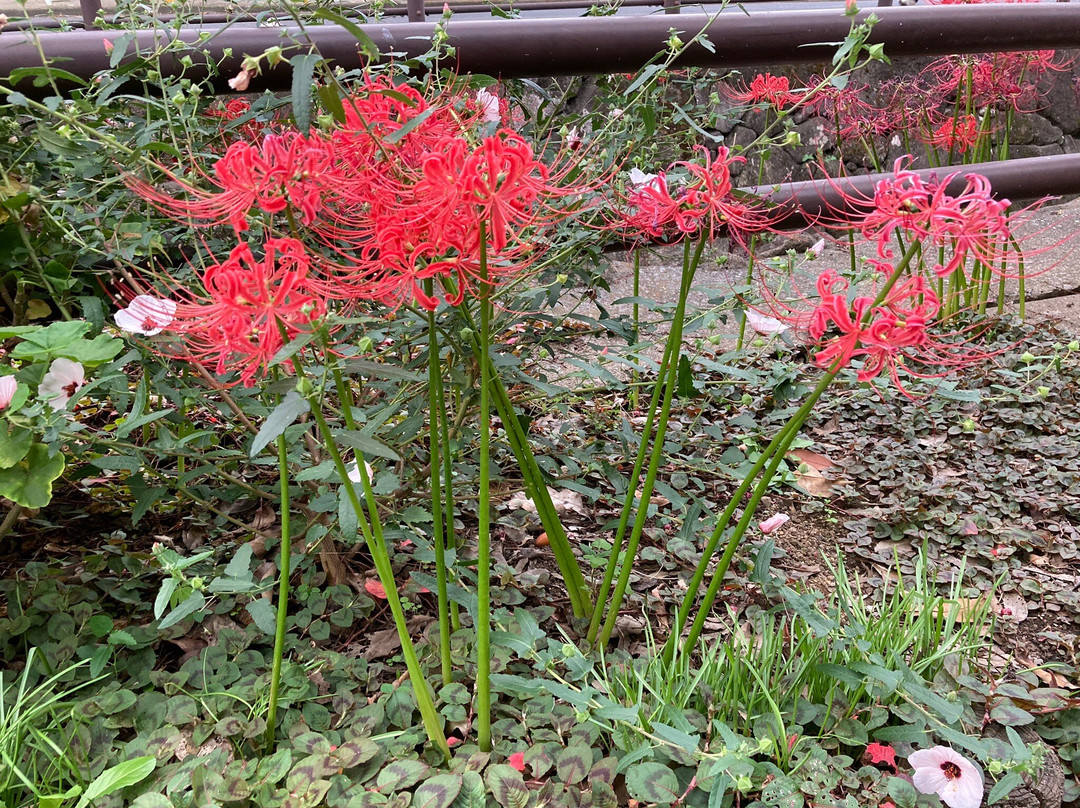 Nikaryouyousui景点图片