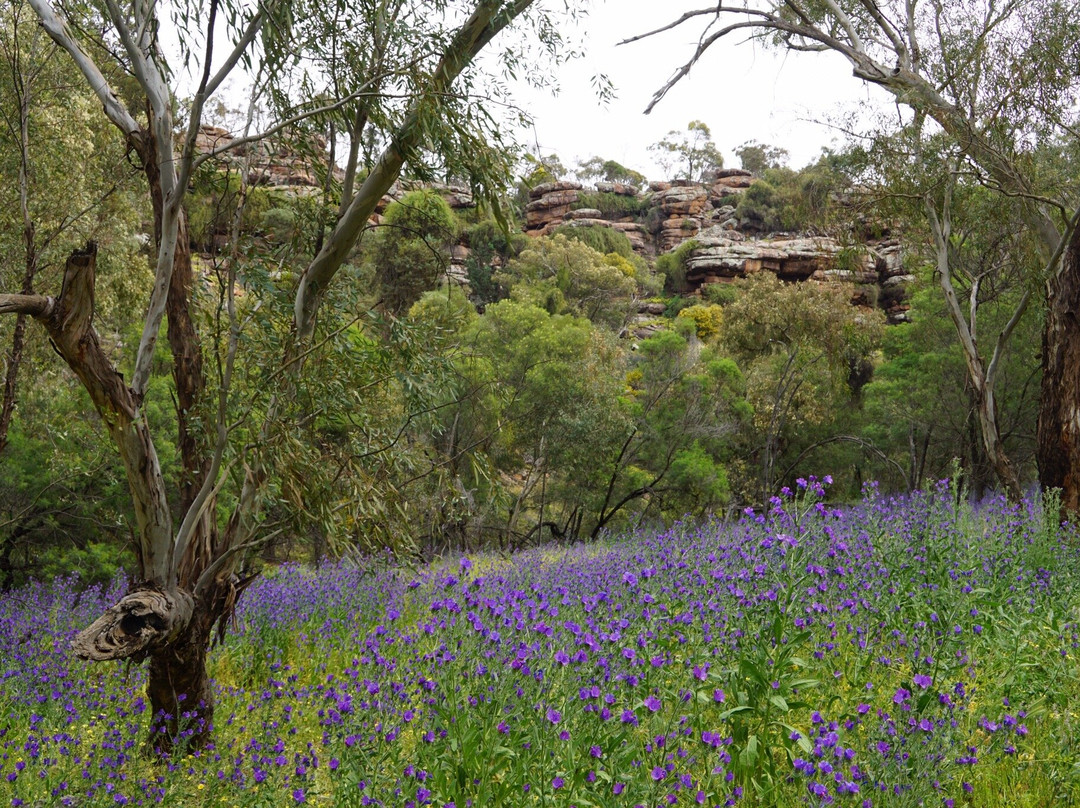 Cocoparra National Park景点图片