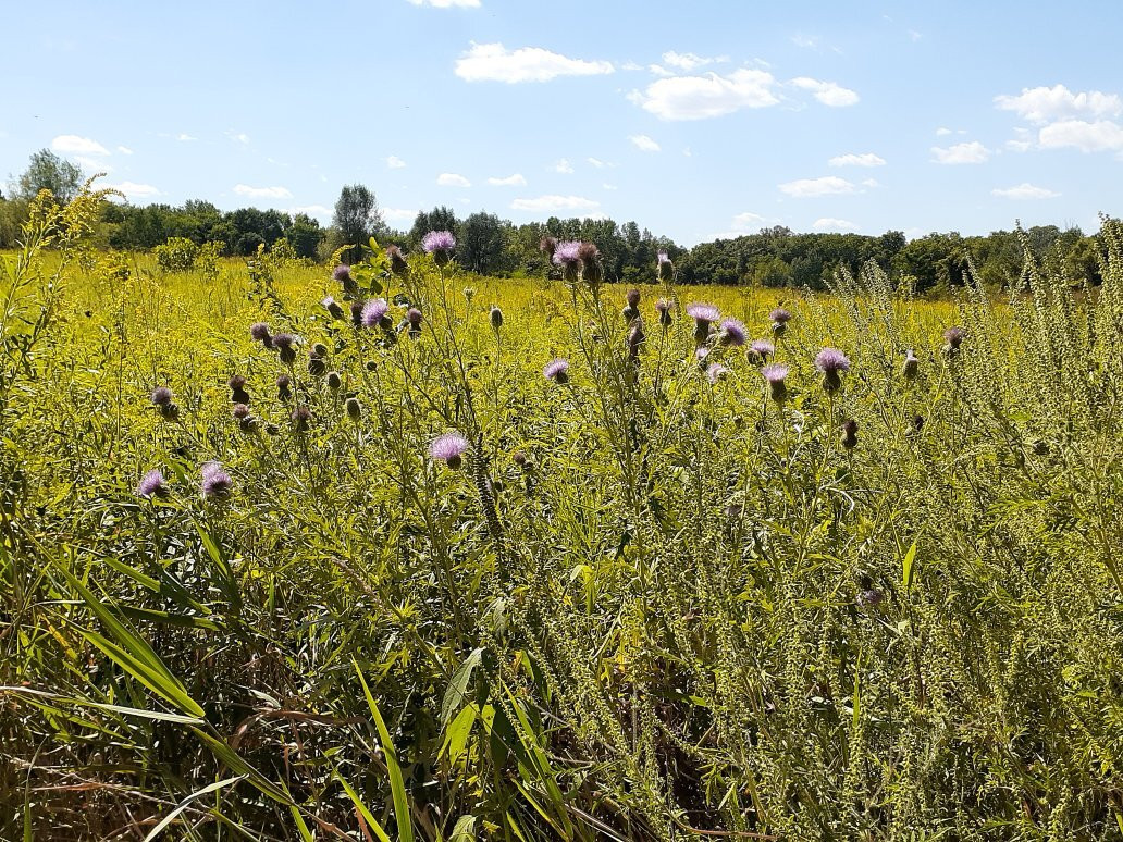 Meadowbrook Nature Preserve景点图片