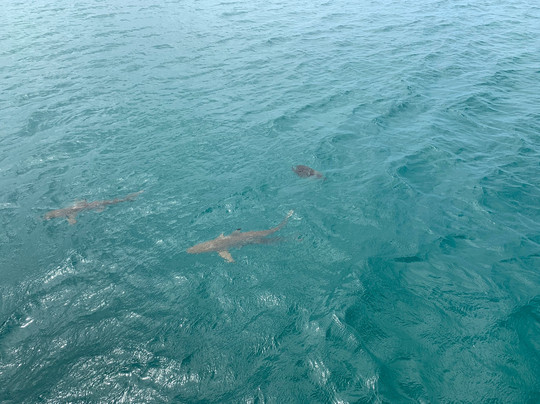 Wavedancer Low Isles Cruise-道格拉斯港必去景点
