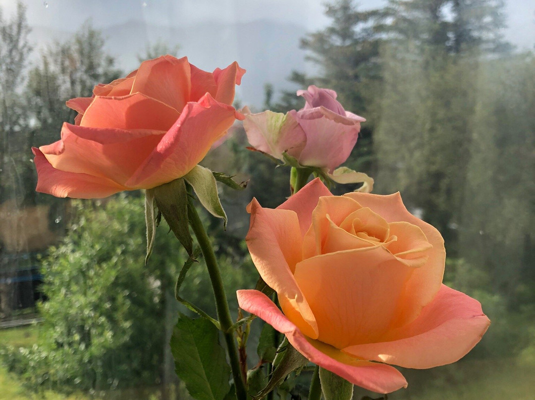 Blomasetrid Guesthouse主图