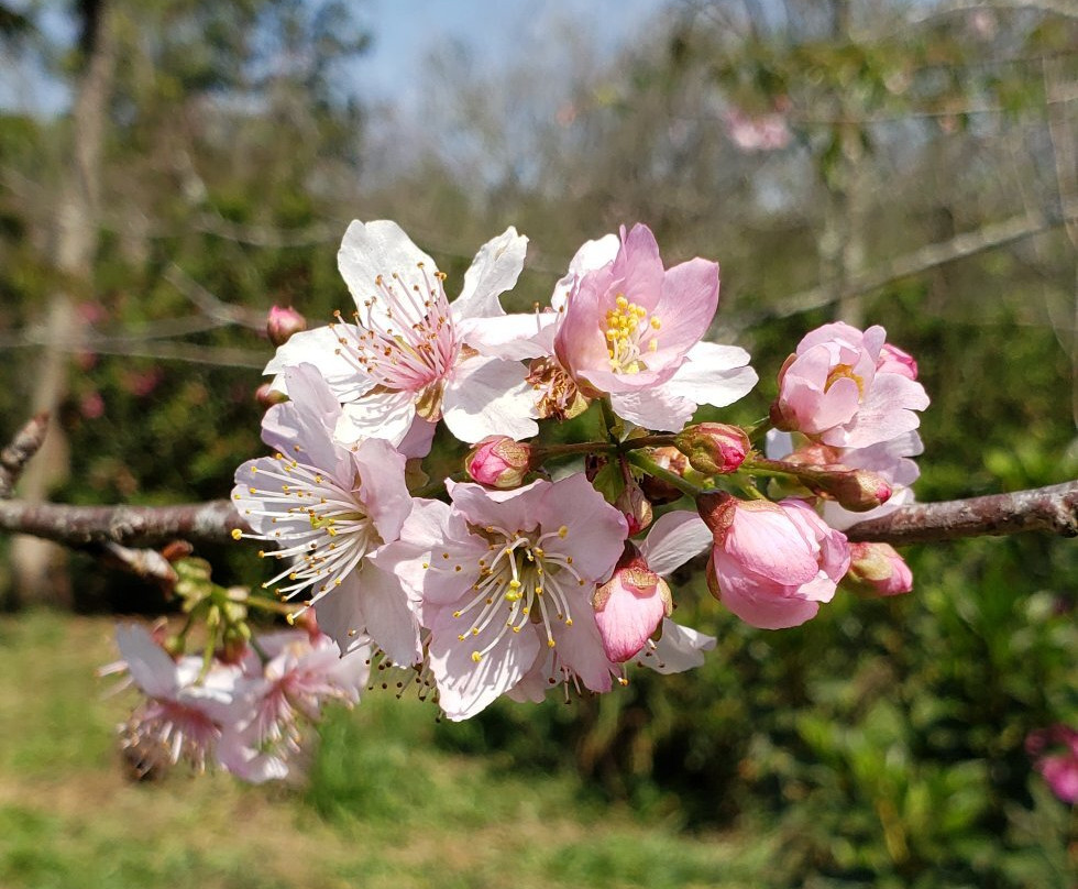 Parque do Carmo-圣保罗必去景点