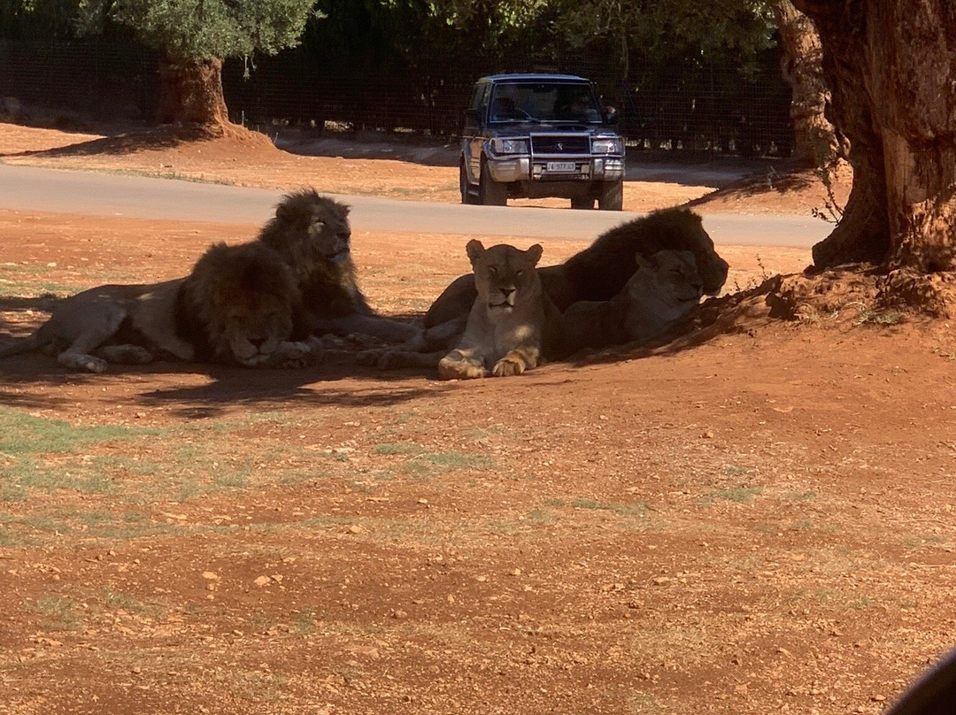 Zoosafari景点图片