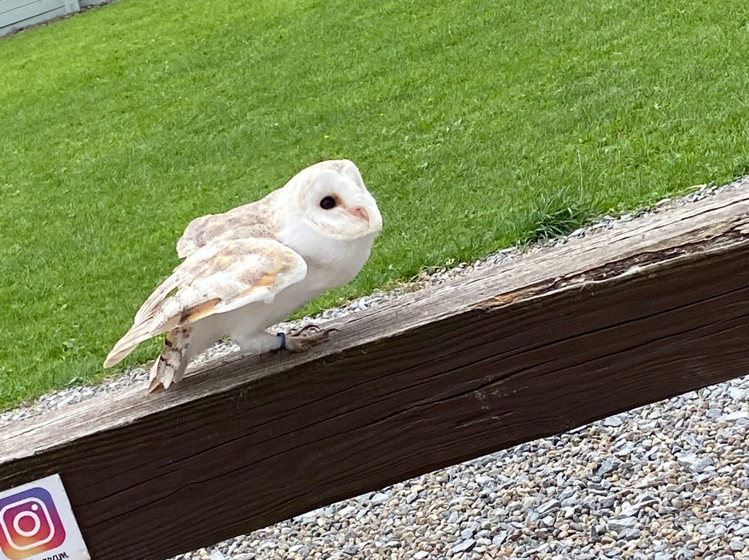Burren Birds of Prey Centre-Ballyvaughan必去景点