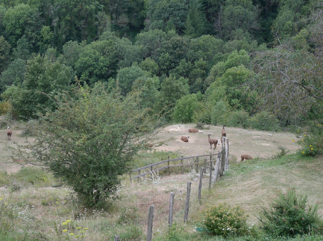 La Ferme des Lamas景点图片