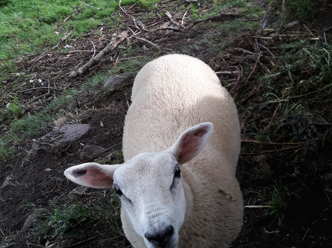 Yellow House Farm主图