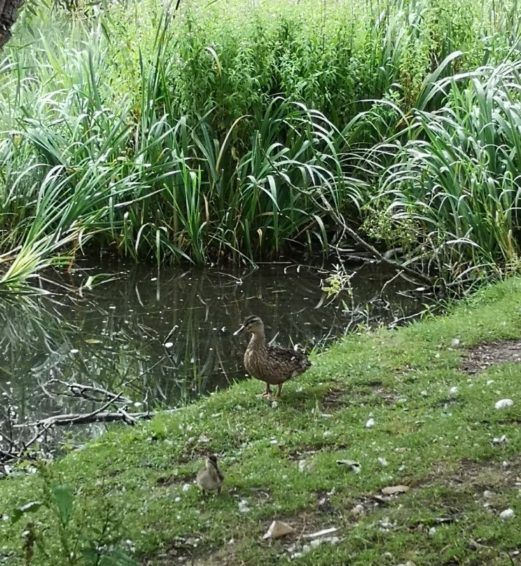 Stephenstown Pond Nature Park-Dundalk必去景点