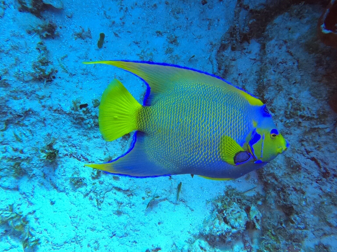 帕兰卡珊瑚礁景点图片