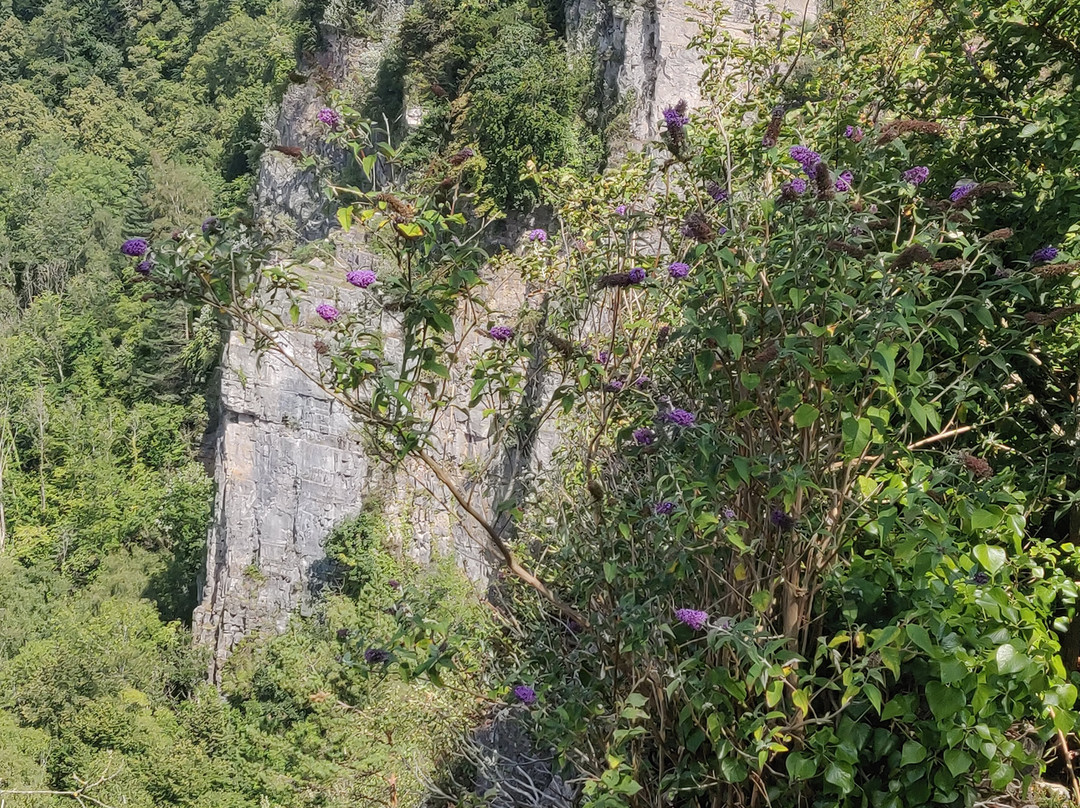 Lancaut Nature Reserve景点图片
