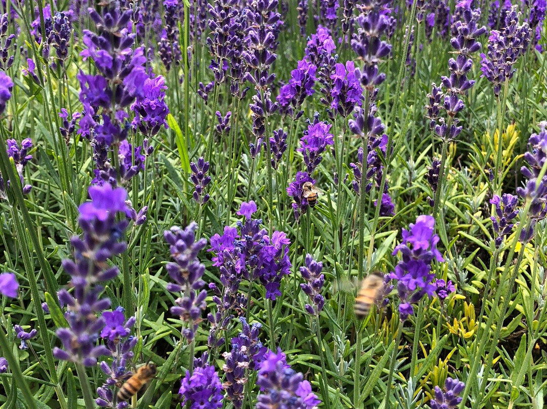 Sacred Mountain Lavender Farm景点图片