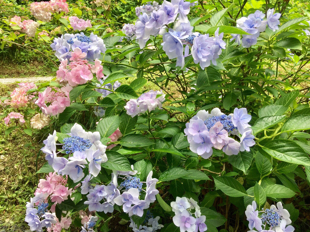 Michinoku Hydrangea Garden-一关市必去景点