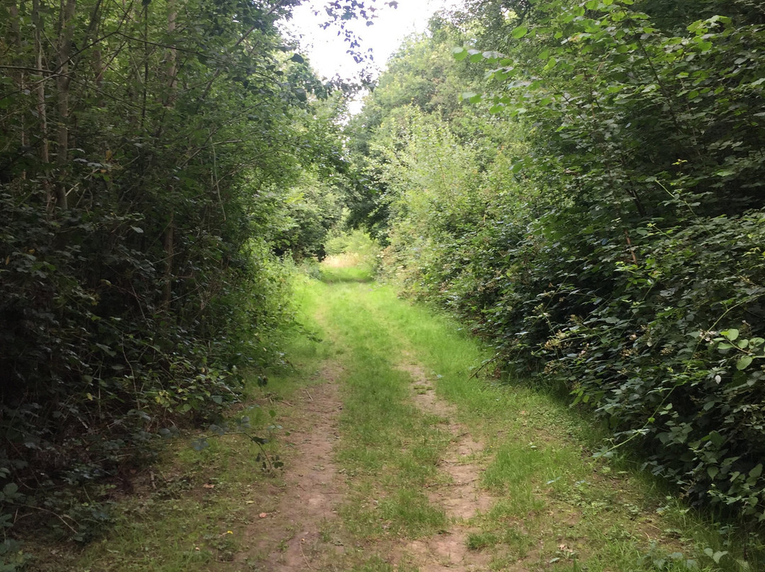 Comfort's Wood-Cranbrook必去景点