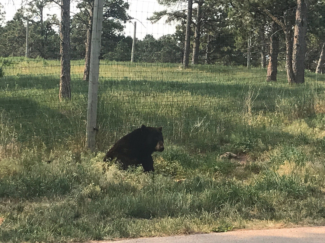 Bear Country USA景点图片