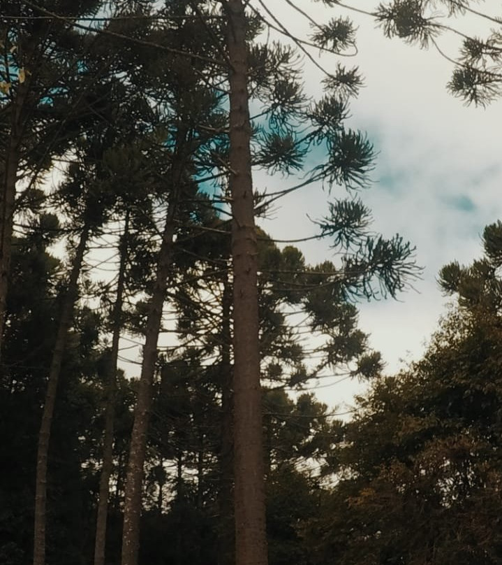 Sítio Mandaçaia主图