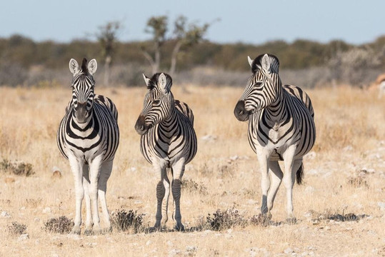 Pellagic Tours and Safaris-温德和克必去景点