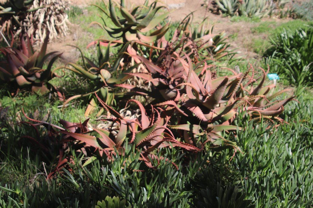 University of California Riverside Botanic Gardens-里弗赛德必去景点