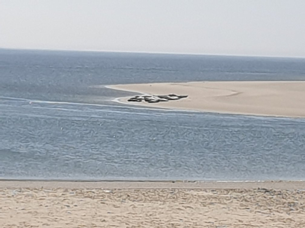 Seehundbank auf Borkum景点图片