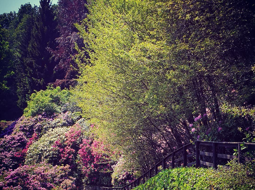 Conca dei Rododendri景点图片
