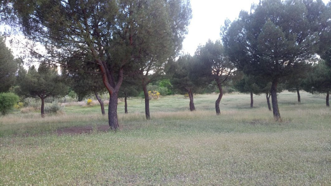 Parque Forestal Adolfo Suarez景点图片