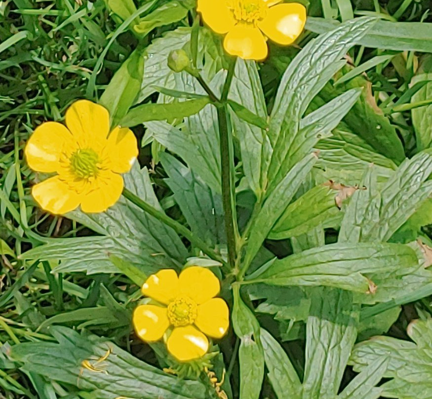 Huff Park-大急流市必去景点