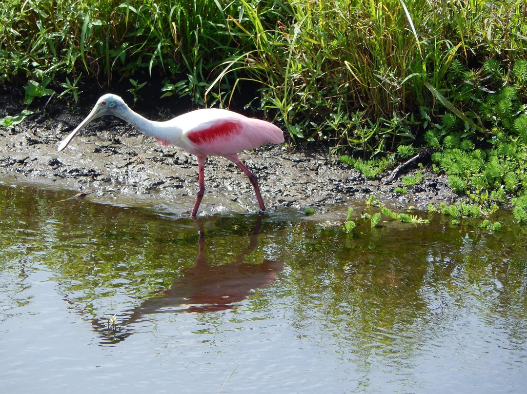 The Celery Fields-萨拉索塔必去景点