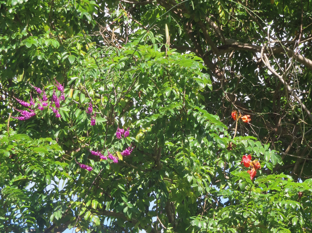 Flower Forest-Saint Thomas Parish必去景点