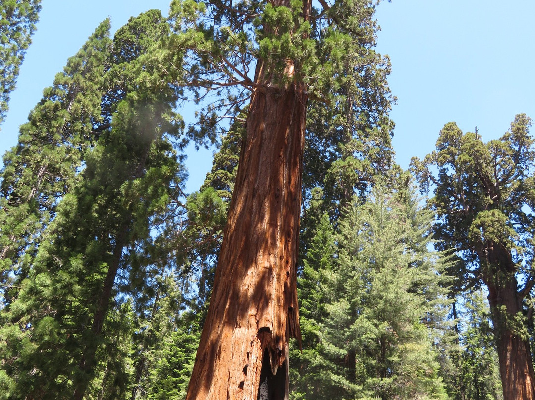 General Sherman Tree-红杉&国王峡谷国家公园必去景点