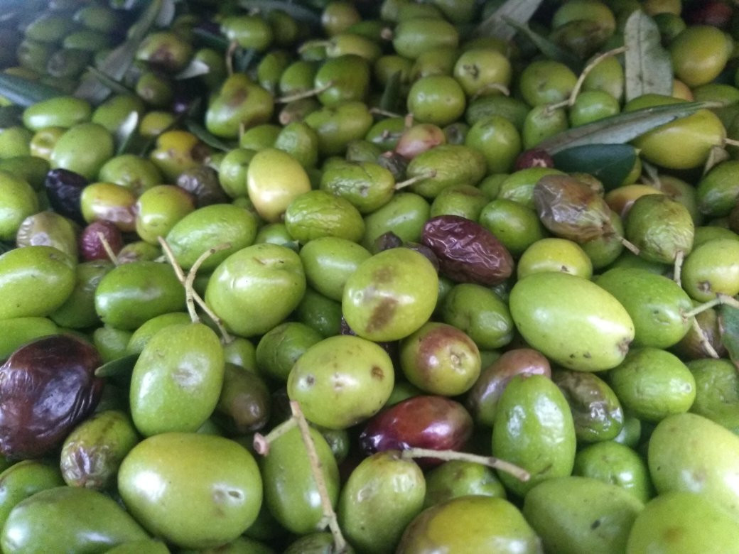 Frantoio Ancillotti-Cerreto Guidi必去景点