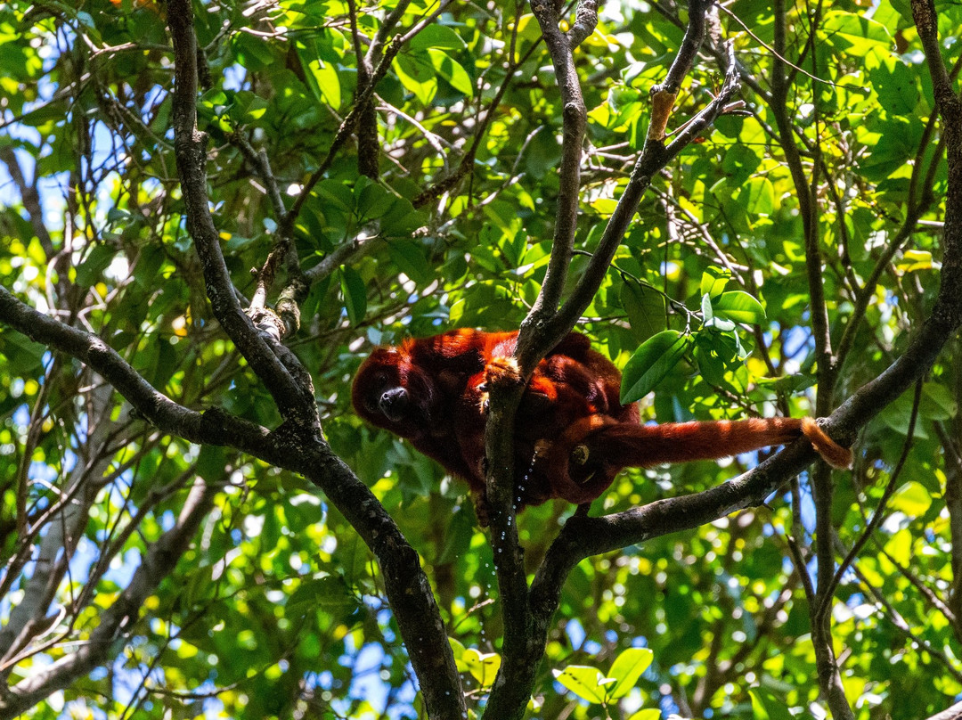 Bush Bush Wildlife Sanctuary-Mayaro必去景点