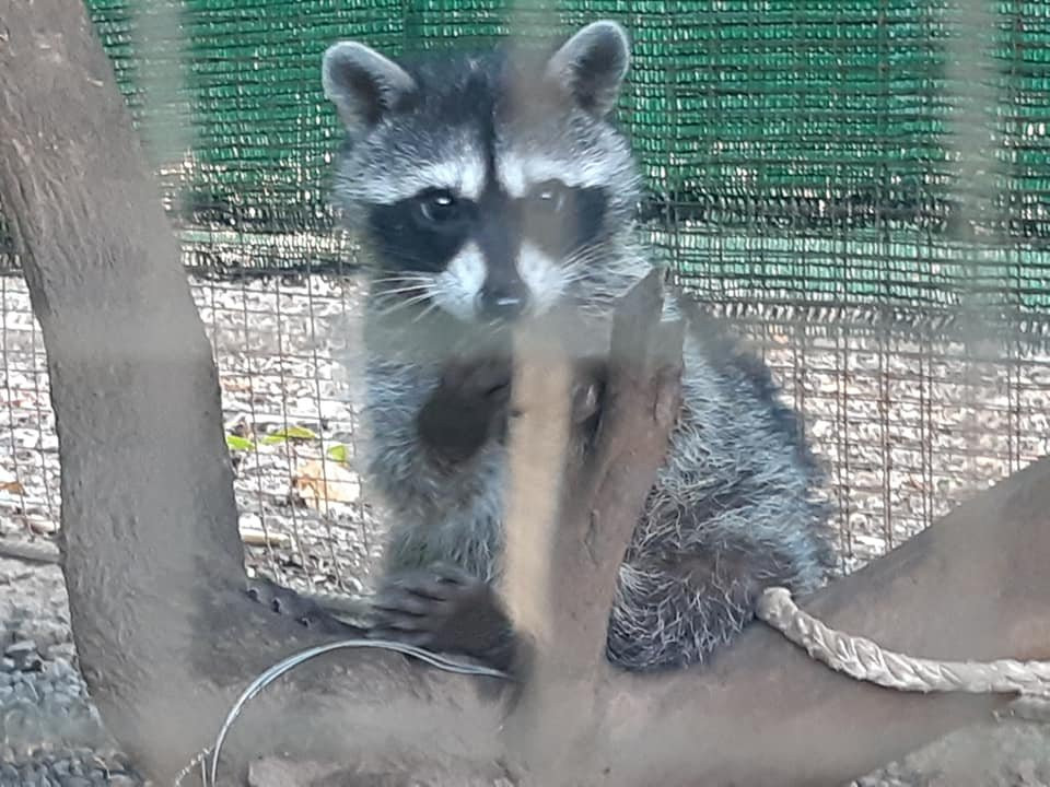 Costa Rica Animal Rescue Center景点图片