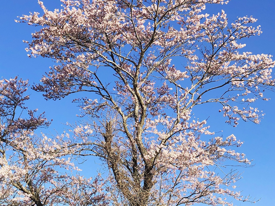 Iji Castle Ruins-栗原市必去景点