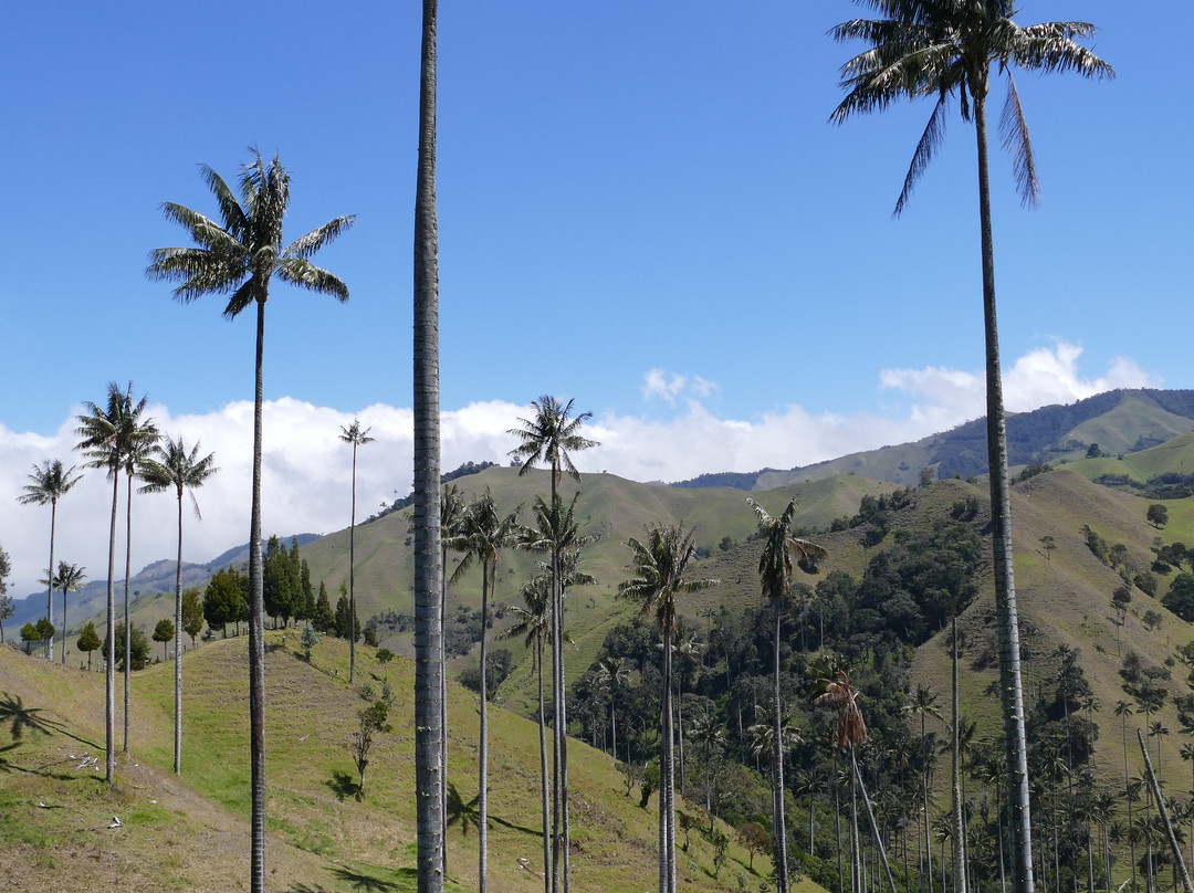 Bosque De Palma De Cera La Samaria-Salamina必去景点