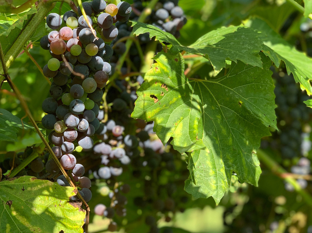 Bella Terra Vineyard景点图片