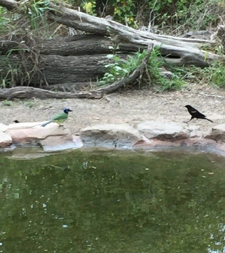 National Butterfly Center-Mission必去景点