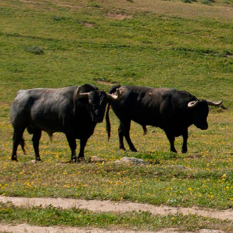 Entre Toros y Caballos景点图片