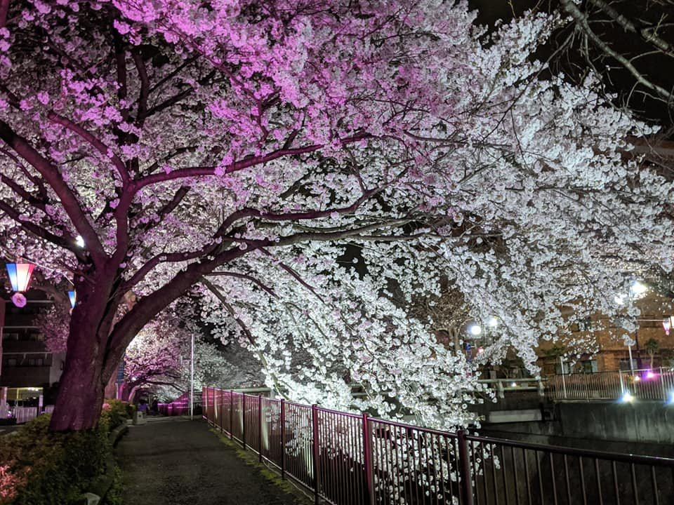 Misawa River Cherry Blossoms景点图片