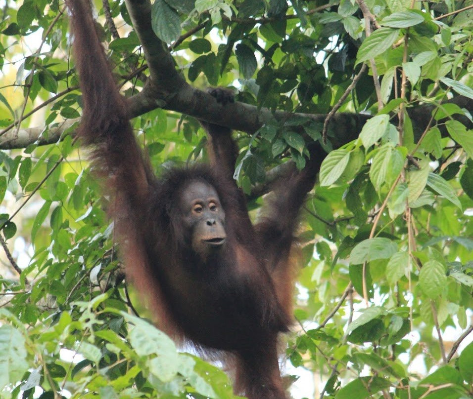 Tabin Lodge and Wildlife Rainforest Tour-拉哈达图必去景点