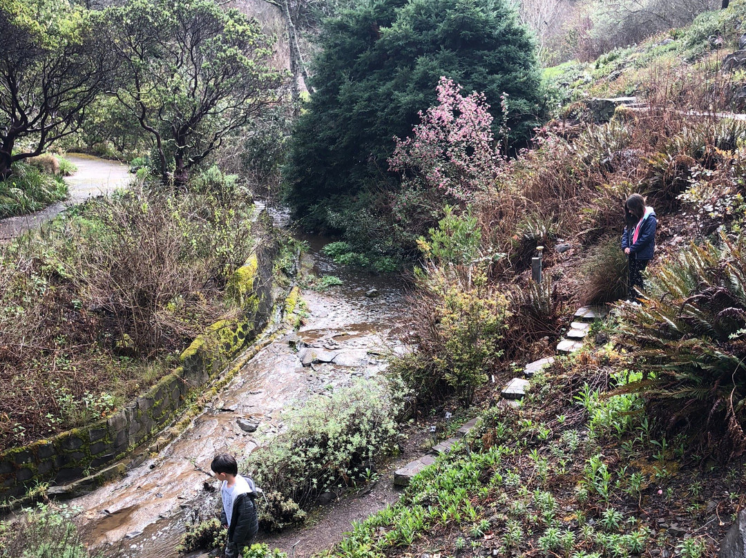 Regional Parks Botanic Garden-伯克利必去景点