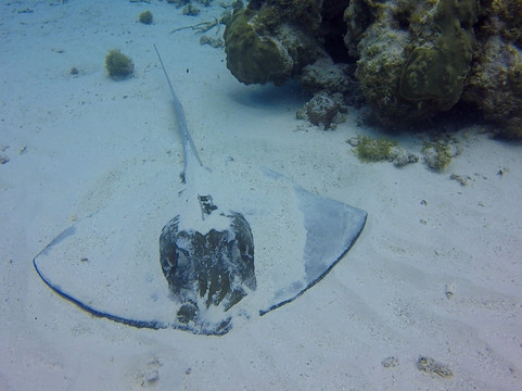 Banda Dive Shop-圣安德烈斯必去景点