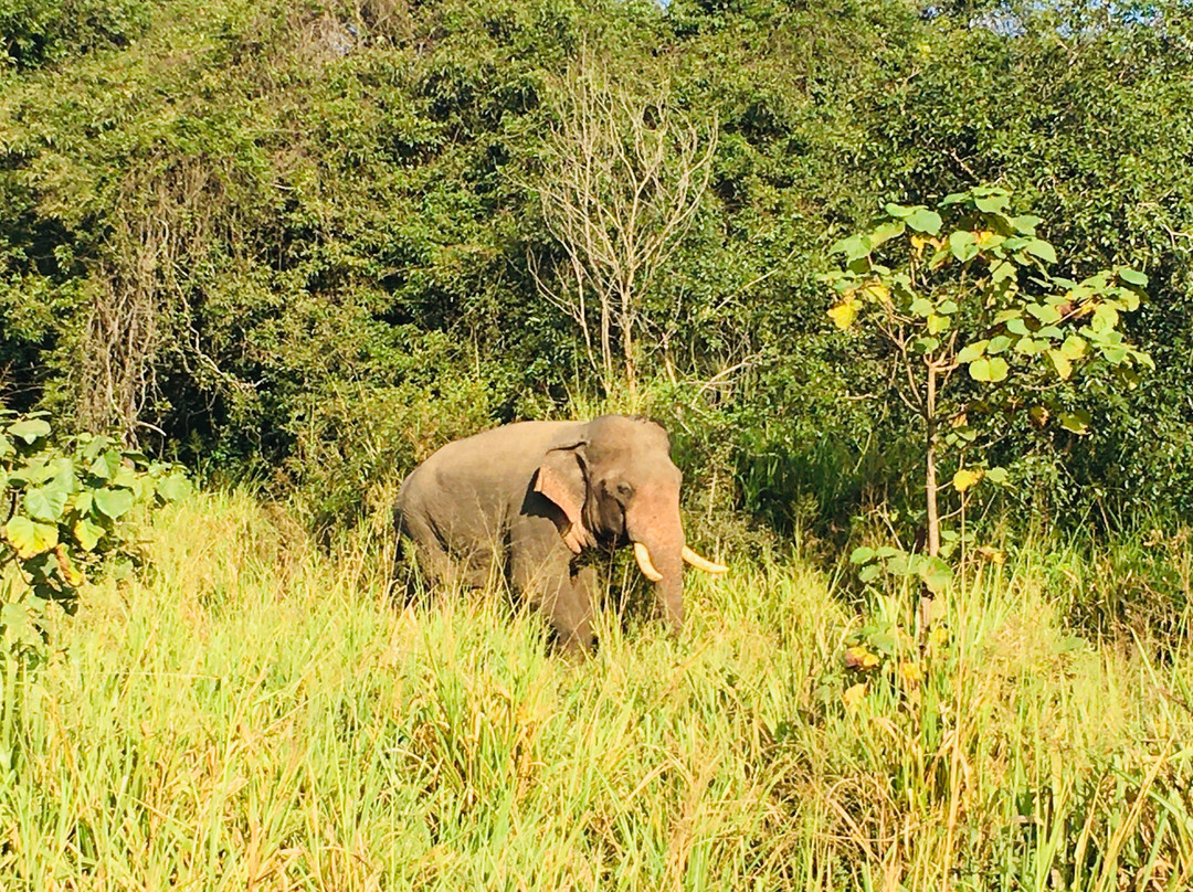 Sri Lanka Jeep Safari景点图片