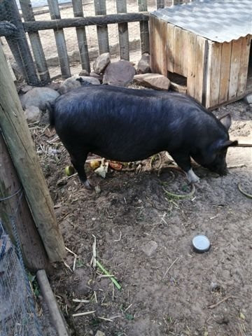 Imhoff Farm-Kommetjie必去景点