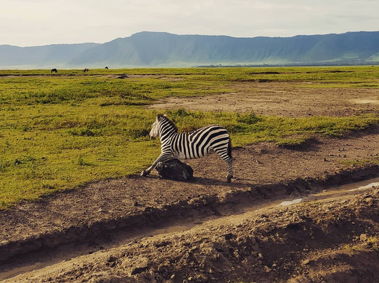 Sky View Adventure Tours & Safaris-阿鲁沙必去景点