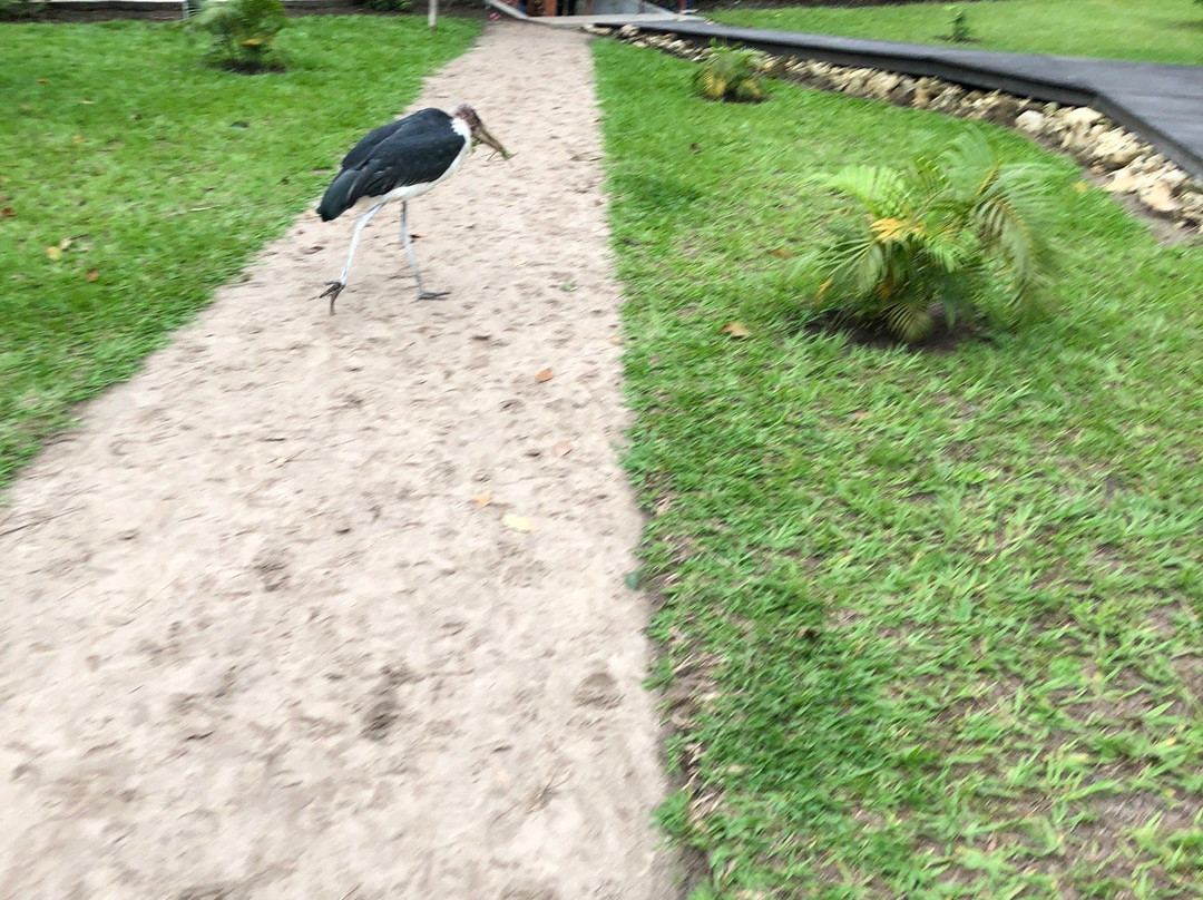 Parc de la Vallée de la Nsele景点图片