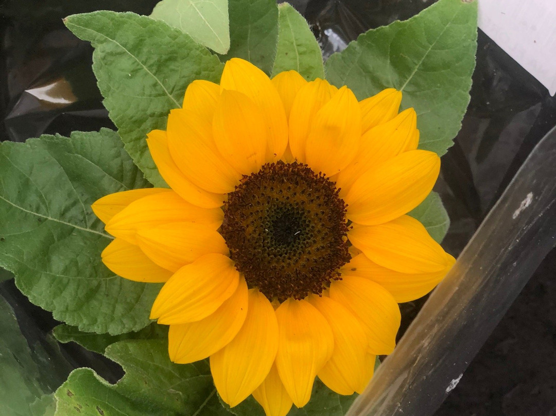 Holambra Garden Hotel主图