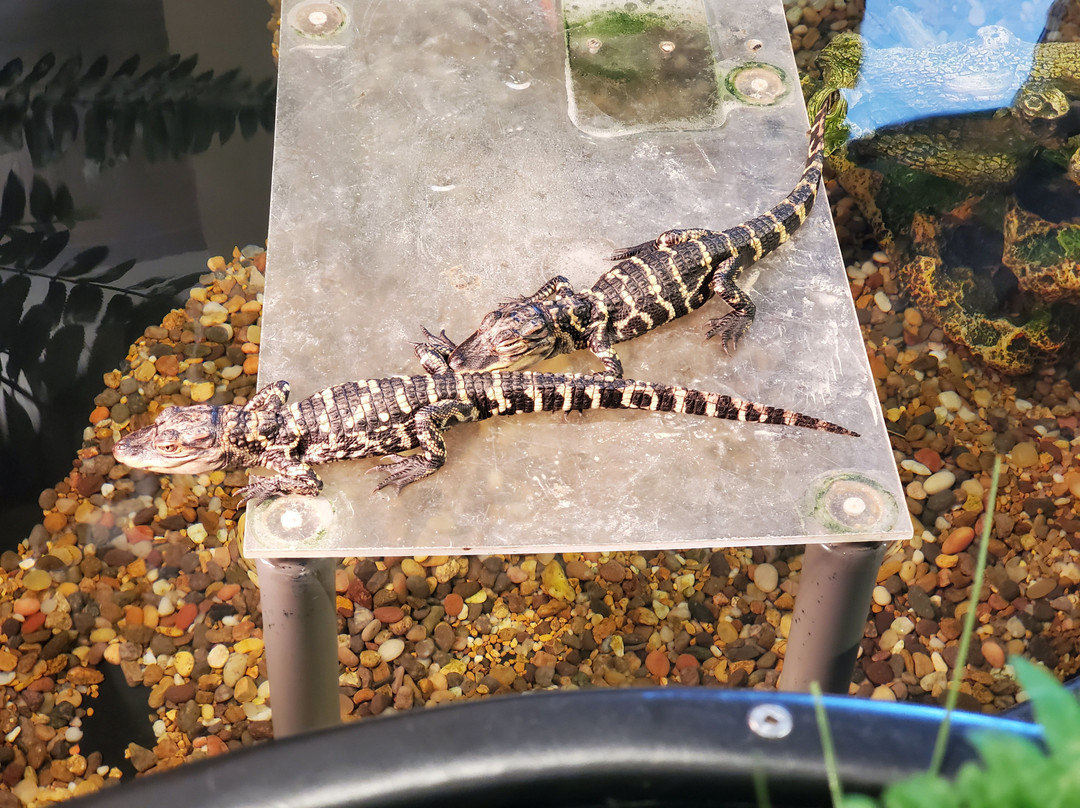 Gulf State Park Nature Center-橙色海湾必去景点